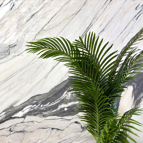 Arabescato Corchia Marble Honed